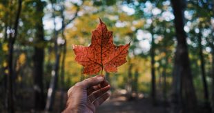 Canadian student visa