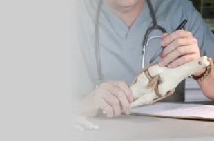 Joint Specialist Surgeon in Mumbai